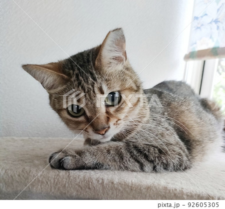 猫 92605305