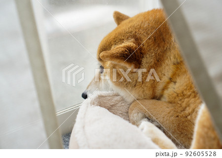 室内でくつろぐ柴犬 92605528
