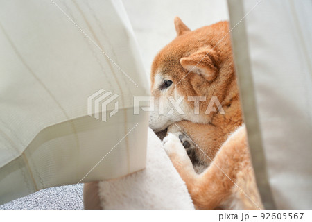 室内でくつろぐ柴犬 92605567