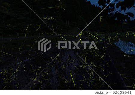 蛍の光跡 和歌山県伊都郡かつらぎ町天野 蛍の光跡 和歌山県伊都郡かつらぎ町天野 92605641