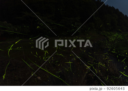 蛍の光跡 和歌山県伊都郡かつらぎ町天野 蛍の光跡 和歌山県伊都郡かつらぎ町天野 92605643