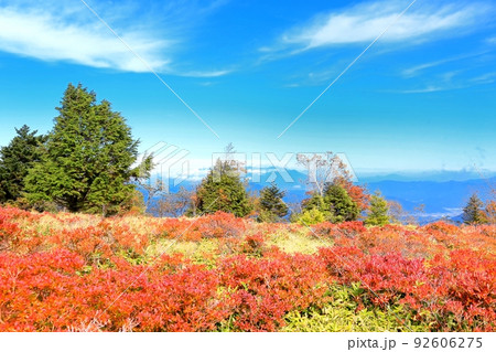 美ヶ原高原・レンゲツツジの紅葉 92606275