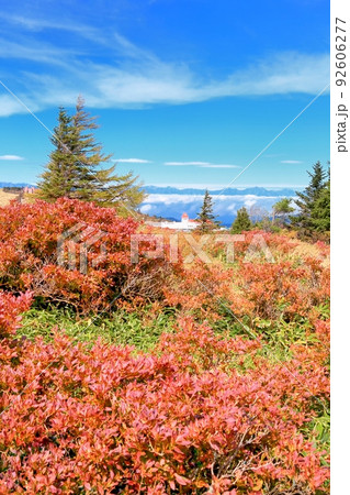 美ヶ原高原・レンゲツツジの紅葉 92606277