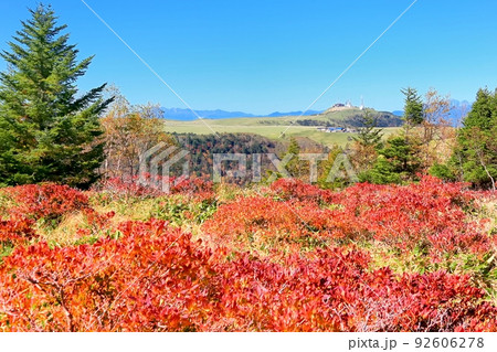 美ヶ原高原・レンゲツツジの紅葉 92606278