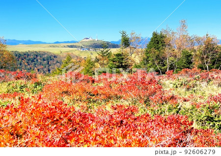 美ヶ原高原・レンゲツツジの紅葉 美ヶ原高原・レンゲツツジの紅葉 92606279