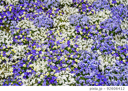 一面の花畑 満開のビオラたち 一面の花畑 満開のビオラたち 92606412