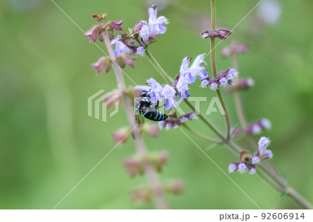 幸せを呼ぶ青い蜂・ブルービー(ナミルリモンハナバチ) 幸せを呼ぶ青い蜂・ブルービー(ナミルリモンハナバチ) 92606914