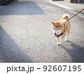 散歩中の柴犬 92607195