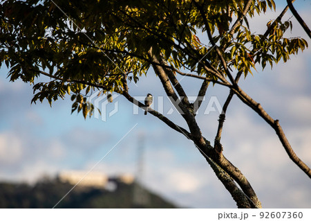 EOS5D.広島市内、シジュウカラ夕日を浴びる。 92607360