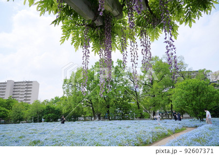 フジの花 フジの花 92607371