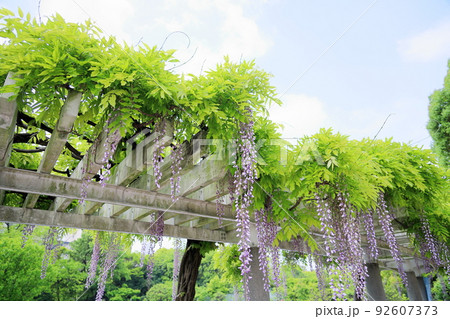 フジの花 フジの花 92607373