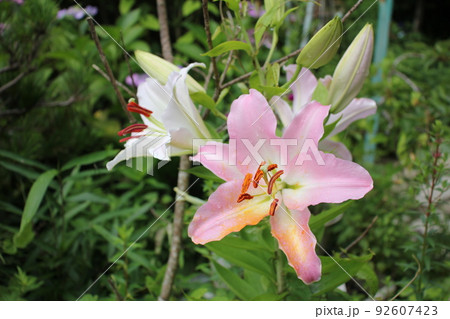 庭に咲いているユリの花 庭に咲いているユリの花 92607423