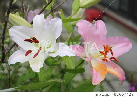 庭に咲いているユリの花 庭に咲いているユリの花 92607425