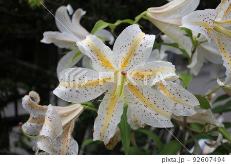 ヤマユリの花 92607494