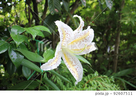 ヤマユリの花 92607511