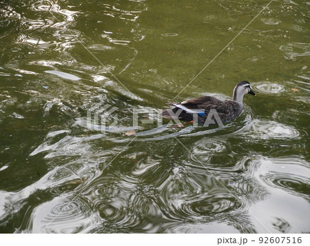 公園の池を泳ぐ一羽の鴨 公園の池を泳ぐ一羽の鴨 92607516