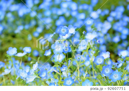 ネモフィラの花 ネモフィラの花 92607751