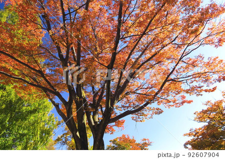 朝の公園の黄葉の欅 朝の公園の黄葉の欅 92607904
