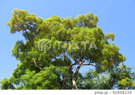 秋の公園の楠木と青空 秋の公園の楠木と青空 92608239
