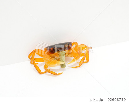 ハサミでつかんでエサを食べるサワガニ ハサミでつかんでエサを食べるサワガニ 92608759