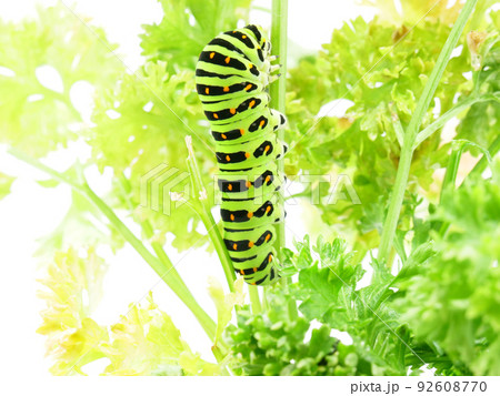 パセリの葉を食べて移動するキアゲハの幼虫 92608770