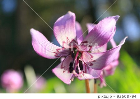 カタクリの花 カタクリの花 92608794