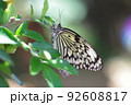 オオゴマダラが木の枝に止まっている 92608817