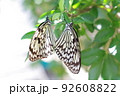 オオゴマダラが木の枝に止まって交尾している 92608822