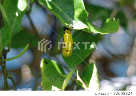 金色のオオゴマダラのさなぎが木の枝に下がっている 92608824