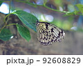 羽の破れたオオゴマダラが葉っぱに止まっている 92608829
