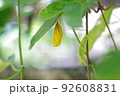 金色のオオゴマダラのさなぎが木の葉に下がっている 92608831