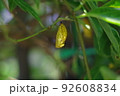 金色のオオゴマダラのさなぎが木の葉に下がっている 92608834