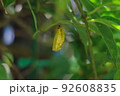 金色のオオゴマダラのさなぎが木の葉に下がっている 92608835