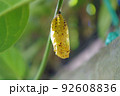 金色のオオゴマダラのさなぎが木の葉に下がっている 92608836