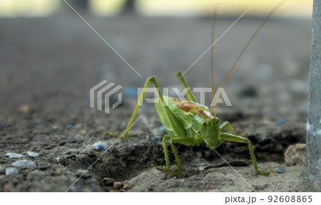 big green grasshopper on the pavement in the sun, macro photo big green grasshopper on the pavement in the sun, macro photo 92608865