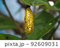 金色のオオゴマダラのさなぎが木の葉に下がっている 92609031