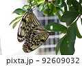 オオゴマダラが木に止まって交尾している 92609032