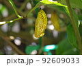金色のオオゴマダラのさなぎが木の葉に下がっている 92609033