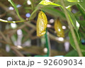 金色のオオゴマダラのさなぎが木の葉に下がっている 92609034