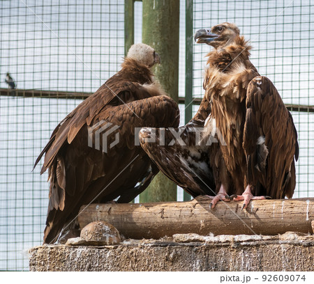 Two cinereous vulture basking in the sun. Two cinereous vulture basking in the sun. 92609074