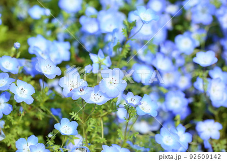 ネモフィラの花 ネモフィラの花 92609142