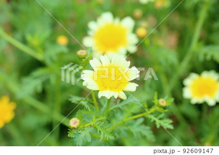 キクナの花 キクナの花 92609147