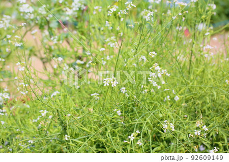 田辺大根の花 92609149