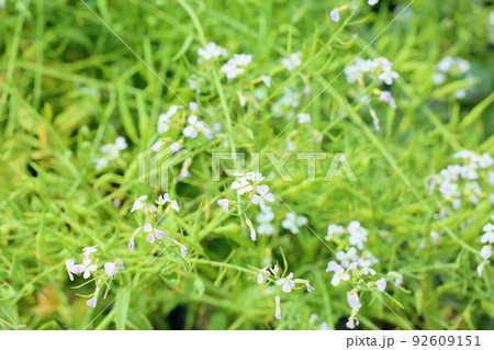 田辺大根の花 92609151