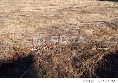 野焼きで焼け残った枯れ野風景 野焼きで焼け残った枯れ野風景 92609192