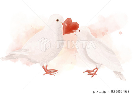 白い鳩が白い鳩にハートを渡しているイラストのイラスト素材