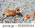 屋外でくつろぐ柴犬 92609544