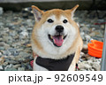 屋外でくつろぐ柴犬 92609549