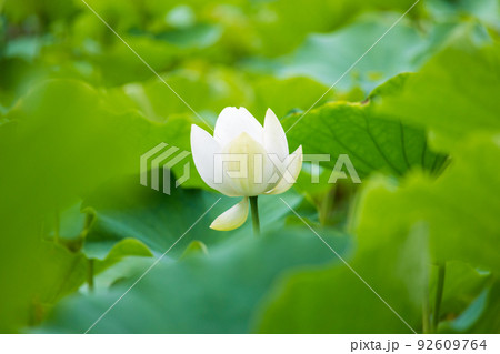 初夏、蓮池に咲く一輪の白い蓮の花 92609764