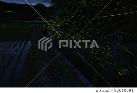 ホタルの里 天野 ゲンジボタル 和歌山県伊都郡かつらぎ町天野 ホタルの里 天野 ゲンジボタル 和歌山県伊都郡かつらぎ町天野 92610091